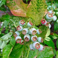Голубика (Vaccinium) высокорослая Фламинго d9 h25-35 18шт
