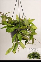 Хойя ханг d14 h30 6шт