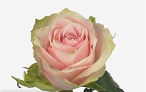 Роза Everflora Pink Athena дл.40 10шт