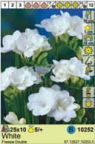 Фрезия Белая махровая 5/+ 10шт*