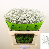 Гипсофила Xlence 25 шт