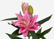 Лилия Розовидная Roselily Viola (К) дл.90 5шт