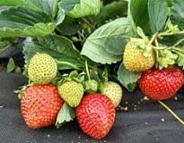 Земляника Флорида Бьюти рем. (кассета 6шт) 1шт