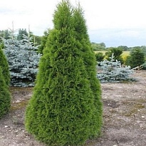 Туя (Thuja) западная Смарагд 25л h160-180 1шт