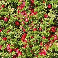 Клюква (Vaccinium) крупноплодная Кроули d9 h70-80 18шт