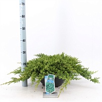 Можжевельник (Juniperus) лежачий Нана d23 h30 1шт