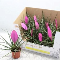 Тилландсия Винсен d9 h30 11шт