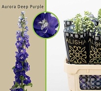 Дельфиниум Aurora Dp Purple 10шт