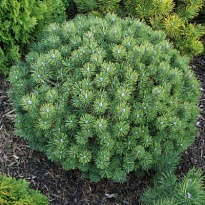 Сосна (Pinus) горная Мопс 4л h20-25 1шт