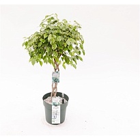 Фикус Голден Кинг d27 h130 1шт