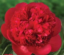 Пион Diana Park 10шт