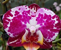 Орхидея Фален. Бланка 2 ст d12 h70 10шт