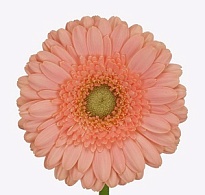 Гербера mini Maria 60 шт