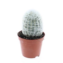 Кактус Эспостоа Нана (Волос.) d8 h10 12шт