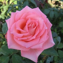 Роза Квин Элизабет флорибунда/Цв.Кор