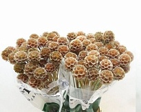 Скабиоза Stellata Paint 10шт