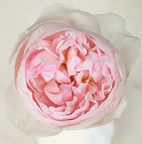 Роза Florecal Peony Pink дл.50 25шт