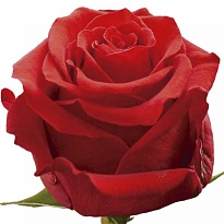 Роза Bella Роза S.a. Undercover дл.50 25шт