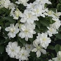 Клематис (Clematis) Вайт Арабелла 3л h80-100 1шт