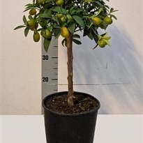 Цитрус Кумкват стем d21 h70 1шт