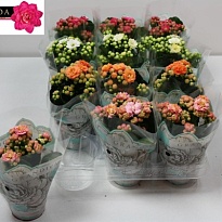 Каланхое Грандива микс d8 h15 12шт