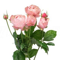 Роза Silva Pink кустовая (Ц) дл.60 10шт/уп