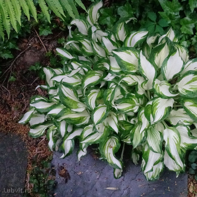 Хоста (Hosta) волн. Медиовариегата d12 1шт