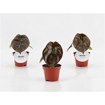 Алоказия Ред Секрет d6 h10 12шт