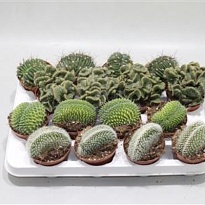 Кактус Кристата микс d12 h20 6шт