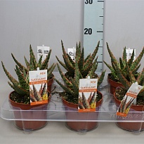 Алоэ Дэнниз d10 h20 10шт