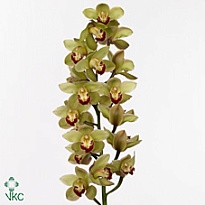 Орхидея Cymbidium Green Machteld дл.80 *6 1шт