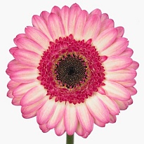 Гербера mini Lollipop 30шт