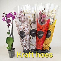 Орхидея Фален. микс 3 ст d12 h60 12шт