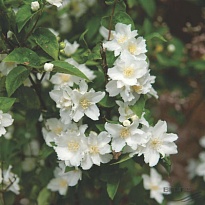 Чубушник (Philadelphus) Дам Бланш d9 18шт