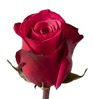 Роза Esperanza Rosas Gotcha дл.60 25шт