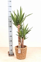 Юкка 2Д (плетен. корзина) d21 h90 1шт