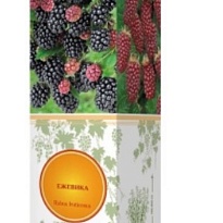 Ежевика Вон бесшипн/Цв.Кор