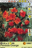 Бегония Пендула Оранжевая 5/6 2шт*