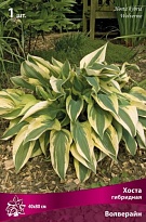 Хоста гибридная Волверайн 1шт