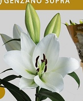 Лилия or. Genzano 4+ 10шт