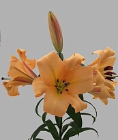 Лилия Or.Saltarello 3+ 10шт