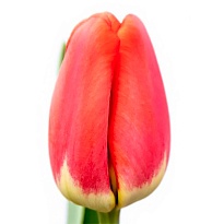 Тюльпан Antarctica Fire 10шт