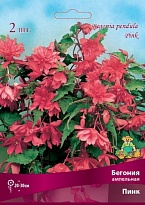 Бегония ампельная Пинк 4/5 2шт
