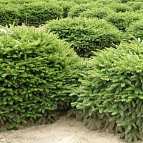 Ель (Picea) обыкновенная Нидиформис 25л h50-60 1шт