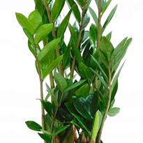 Замиокулькас d17 h55 6шт