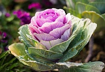 Капуста (Brassica) декоративная (кассета 6 шт) 