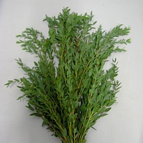 Эвкалипт Parvifolia (400 gr) 1пуч