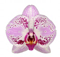 Орхидея Фален. Севилья 1 ст d10 h40-50 10шт