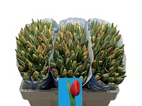 Тюльпан Artemis 10шт