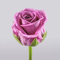 Роза Аква одноголовая (МЦ) дл.50 20шт/уп